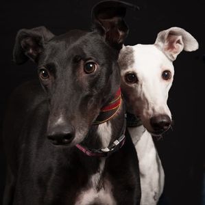 Meet your Posher, Lenore